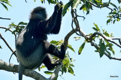 Semnopithecus vetulus