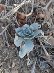 Physaria bellii