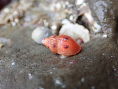Amphissa versicolor