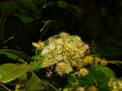 Combretum laxum