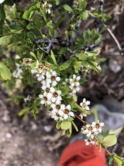 Spiraea aquilegifolia