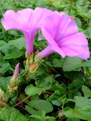 Ipomoea setifera