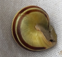Cepaea hortensis