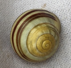 Cepaea hortensis