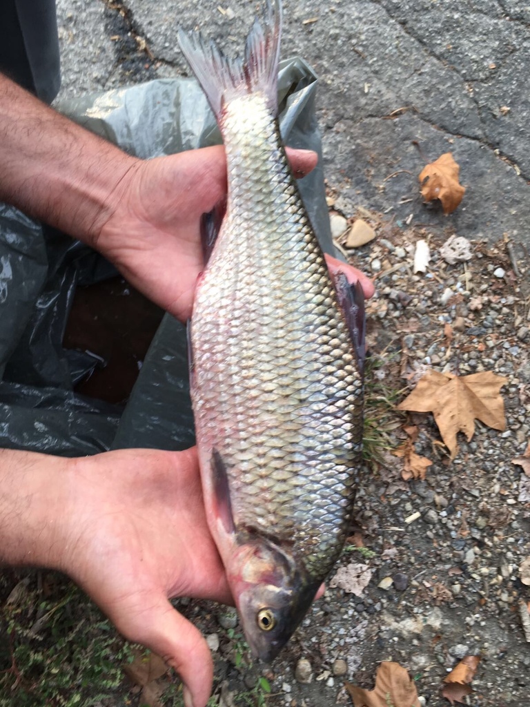 Danube roach (Rutilus pigus) — Cyprinidae