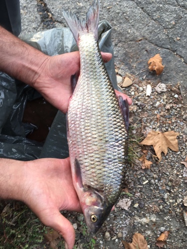 Danube roach (Rutilus pigus) — Cyprinidae