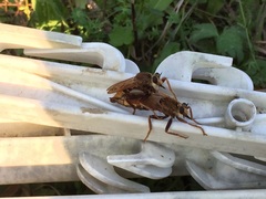 Asilus crabroniformis