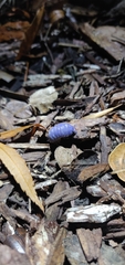 Armadillidium vulgare