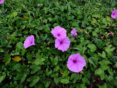 Ipomoea setifera