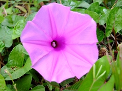 Ipomoea setifera