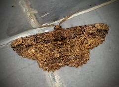 Dasyboarmia delineata