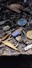 Armadillidium vulgare