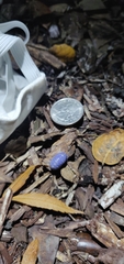 Armadillidium vulgare