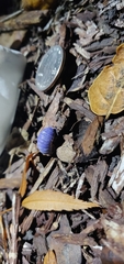 Armadillidium vulgare