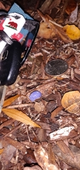Armadillidium vulgare