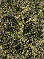 Coprosma crassifolia