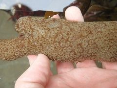 Eudistoma psammion
