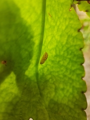 Talicada nyseus nyseus