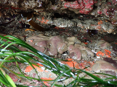 Eudistoma psammion