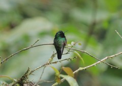 Eupherusa nigriventris