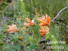 Lambertia ericifolia