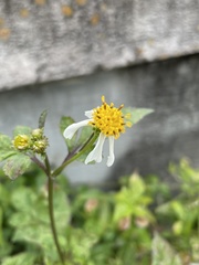 Bidens alba