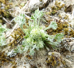 Ceratocephala pungens