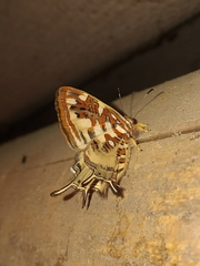 Sarota chrysus