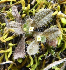 Myosotis brevis