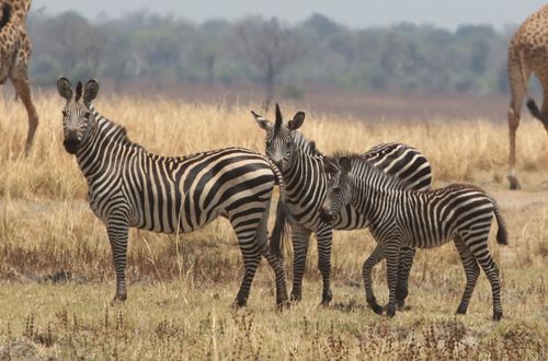 Plains Zebra
