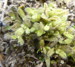Myosotis brevis