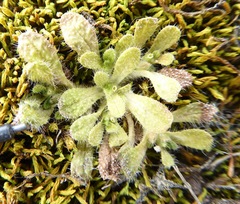 Myosotis brevis
