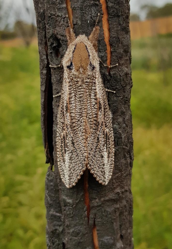 Endoxyla lituratus