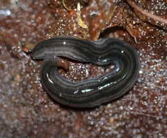 Endeavouria septemlineata