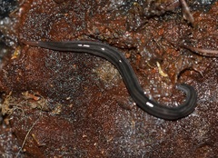Endeavouria septemlineata