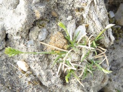 Poa maniototo