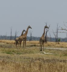 Giraffa camelopardalis thornicrofti