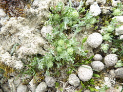 Ceratocephala pungens