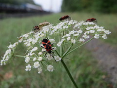 Tropidothorax leucopterus