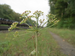 Peucedanum oreoselinum