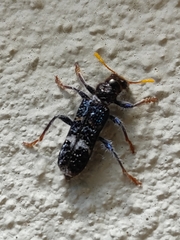 Scrobiger splendidus