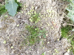 Ceratocephala pungens