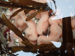 Cystodytes lobatus