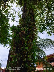 Pyrrosia adnascens