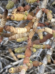 Tecticornia indica