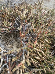 Tecticornia indica