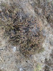 Tecticornia indica