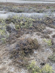 Tecticornia indica