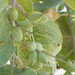 Terminalia ferdinandiana - Photo (c) Loxley Fedec, algunos derechos reservados (CC BY-NC), subido por Loxley Fedec