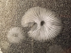 Mycena aurantiomarginata